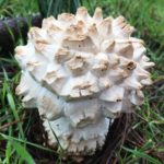 Bay Area Mycological Society