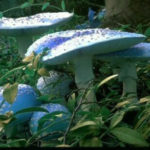Berkshire Mycological Society