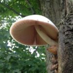 Central New York Mycological Society