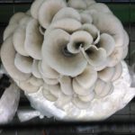E.B Fungi