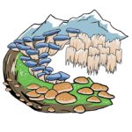 Fungus Farm Colorado logo