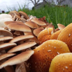 JoyGrow Mushrooms