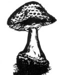 Los Angeles Mycological Society logo