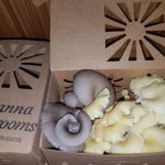 Manna Mushrooms