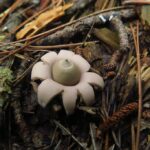 Missouri Mycological Society