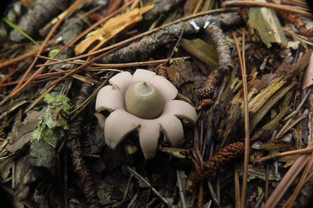 Missouri Mycological Society