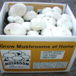 Mushroom Adventures