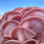 MycoCosm Mushrooms