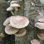 Oak Acres Mushrooms