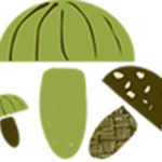 Pioneer Valley Mycological Association logo