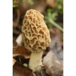 Prairie States Mushroom Club