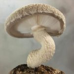 Prayer Mountain Mushroom Farm logo