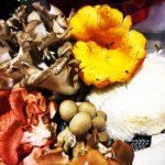 Rainforest Mushrooms