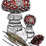 SOMA - Sonoma County Mycological Association logo