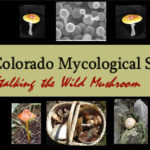 The Colorado Mycological Society logo
