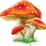 Turtle Creek Mushrooms logo