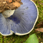 Mushrooms Naturally