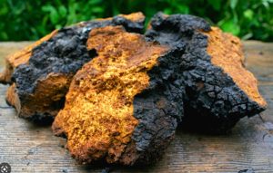 Medicinal Mushroom: Chaga