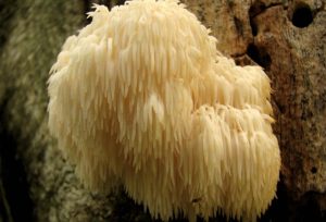 Medicinal Mushroom: Lions Mane