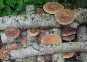 Mushroom Log Cultivation