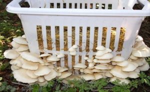 Mushroom Straw Cultivation