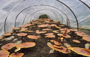 Outdoor Mushroom Cultivation