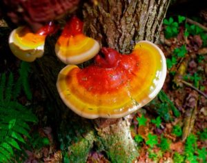 Medicinal Mushroom: Reishi
