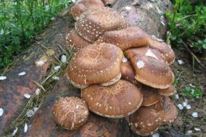 Medicinal Mushroom: Shiitake
