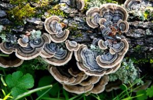 Medicinal Mushroom: Turkey Tail